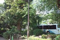 発見場所 国立大学通り.jpg
