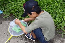 網に虫入れるs.jpg