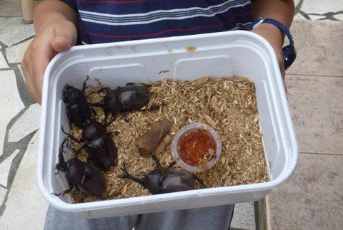 6匹のカブトムシ来訪c.jpg