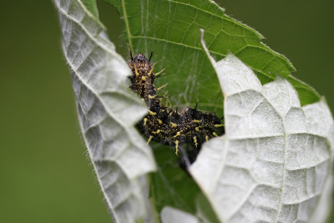 アカタテハ幼虫(カラムシ)4690s.jpg