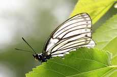 アカボシゴマダラ春型1457s.jpg