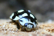 ウスキホシテントウ顔cs7152.jpg