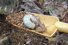カブト幼虫9682.jpg