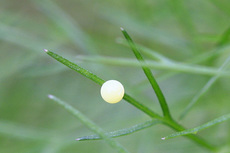 キアゲハ卵4909s.jpg