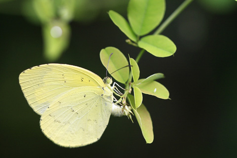 キタキチョウ♀4567s.jpg