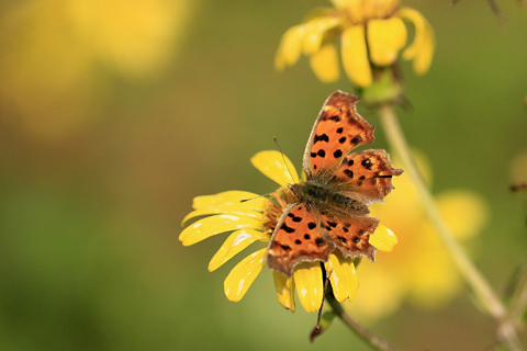 キタテハ♀6577s.jpg