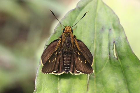 コチャバネセセリ♀3231s.jpg