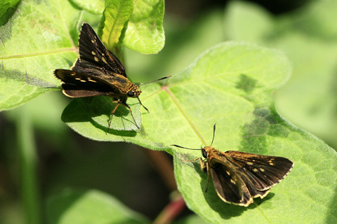 コチャバネセセリ♂♀3236s.jpg