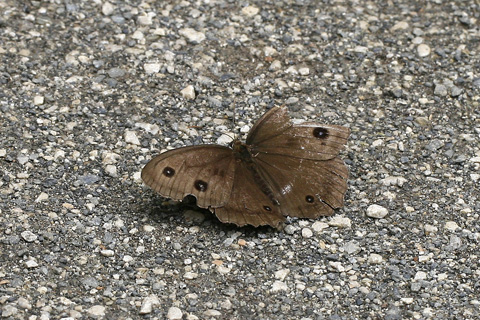 ジャノメチョウ♂3350s.jpg
