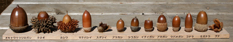 ドングリ見本3153s.jpg
