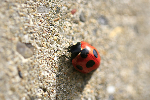 ナナホシテントウ♀7644s.jpg