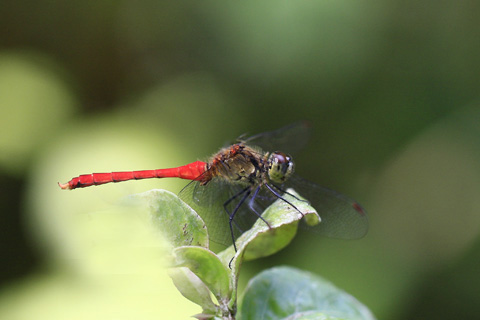 マユタテアカネ4875s.jpg