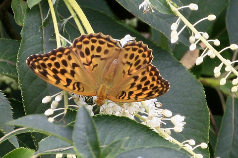 ミドリヒョウモン2364♀s.jpg
