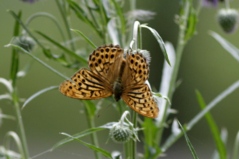 ミドリヒョウモン♂表秋9727s.jpg