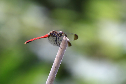 リスアカネ4869s.jpg